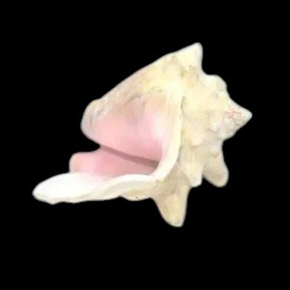 Vintage Bahama Conch Shell - Picture 3 of 9